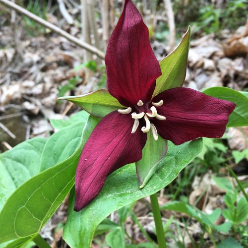 trillium flower spring flower