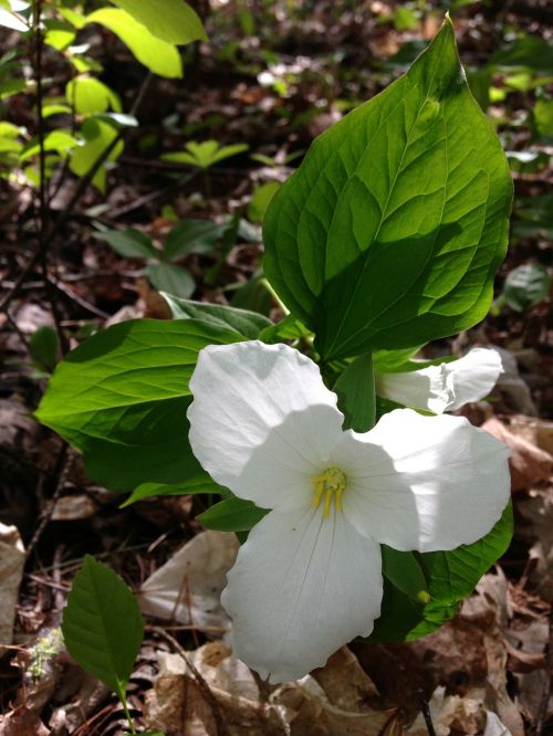 trillium white flower spring flower