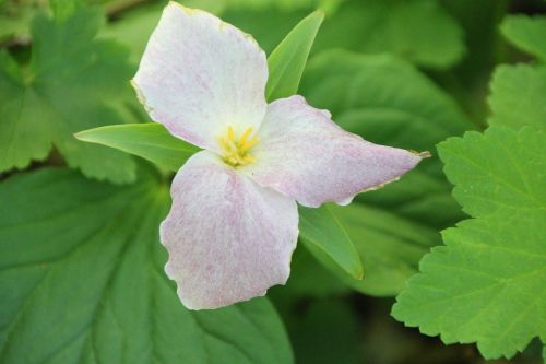 trillium flower nature