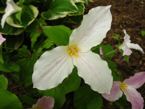 trillium flower wakerobin