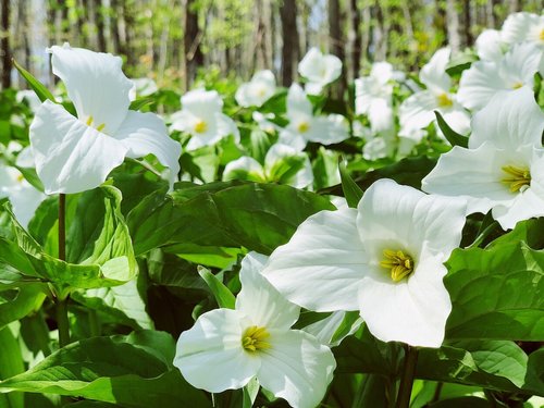 trillium  flower  wildflower