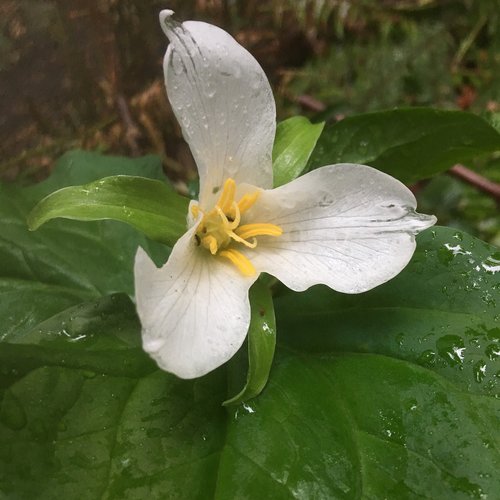 trillium  may flowers  flower