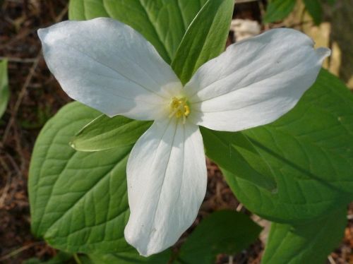 trillium flower white