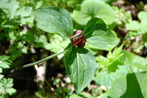 trillium woods plant