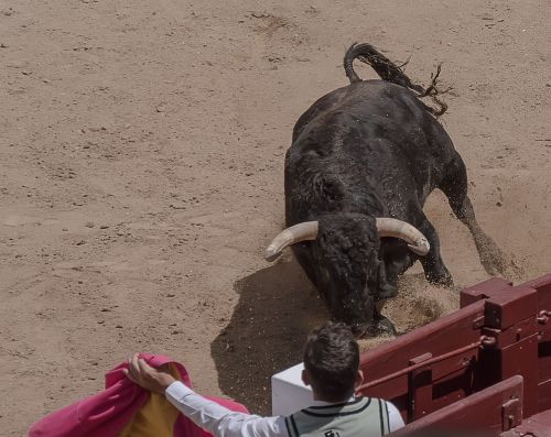 trimmers torero bullfighters