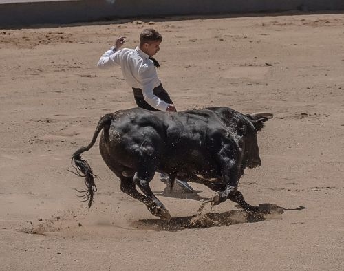 trimmers torero bullfighters