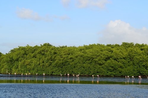 trinidad  flamingo  nature