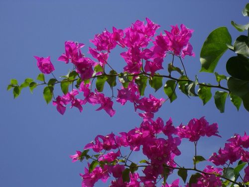 triple flower maldives flowers