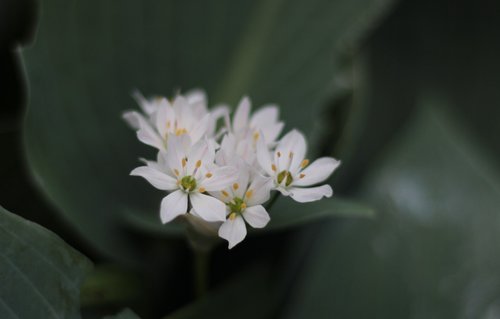 triteleia laxa  brodiaea  plant