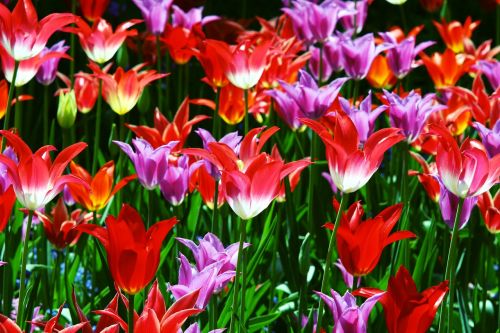 triumph tulips tulips red