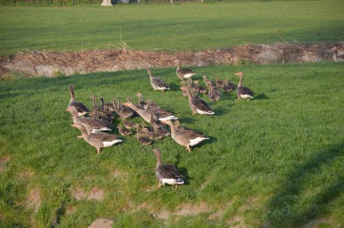 Flock Of Geese