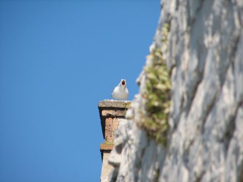 trogir croatia seagull
