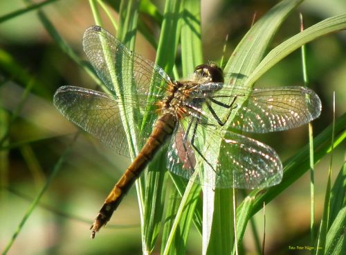 Dragonfly