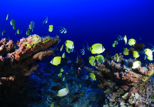tropical fish underwater