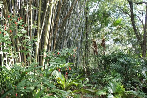 tropical bamboo bamboo forest