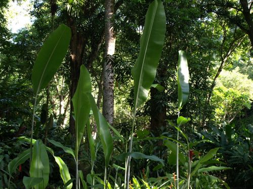 tropical jungle foliage