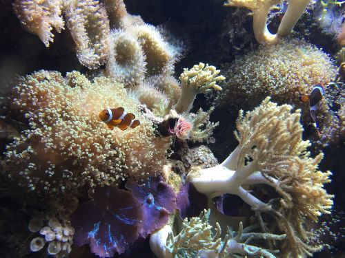 tropical reef aquarium