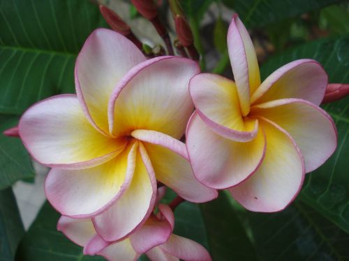 tropical flowers petals