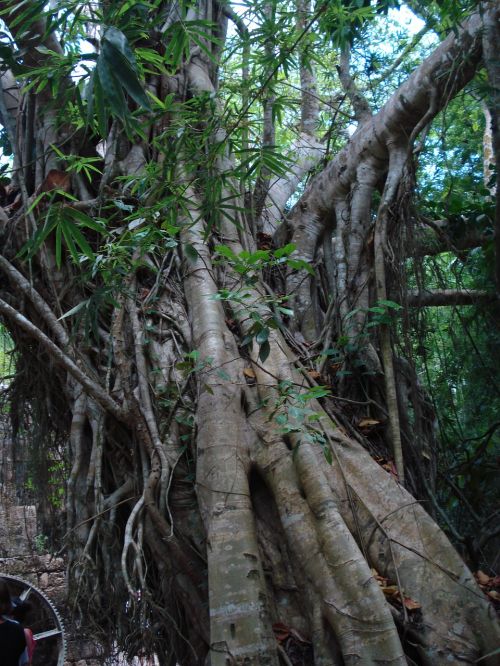 tropical tree trunk jungle