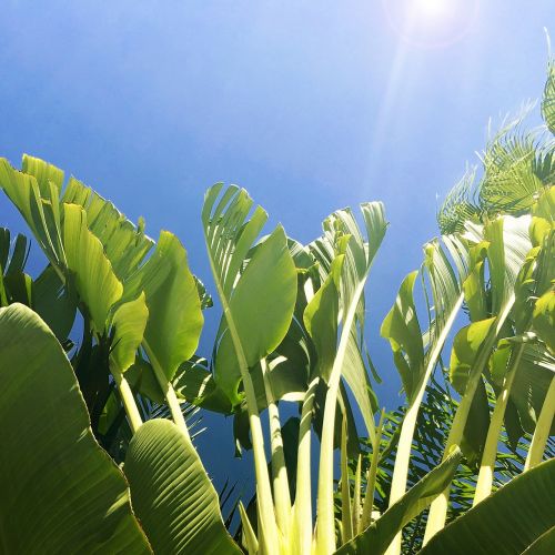 tropical plant sunlight