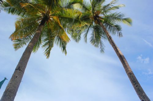 tropical palms beach