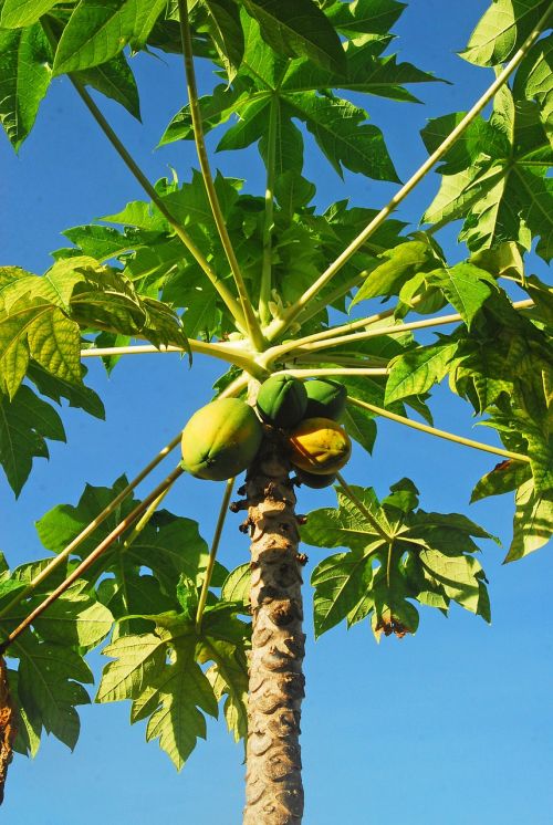 tropical papaya fruit
