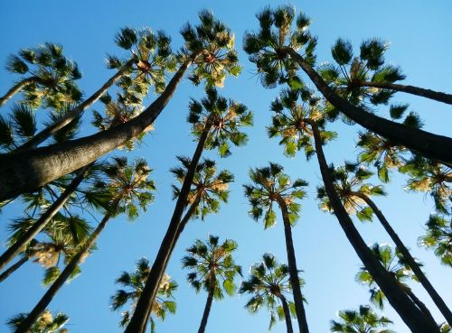 tropical palms malaga