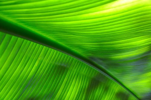 tropical green leaf