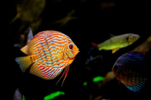 tropical aquarium fish