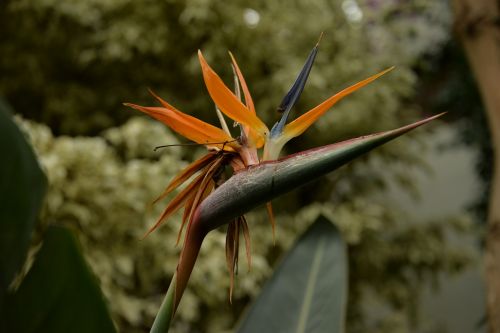 tropical plants plant