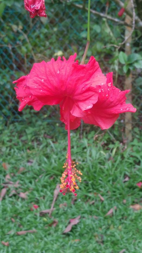 tropical flowers kota kinabalu
