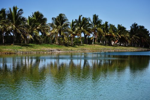 tropical  body of water  tree