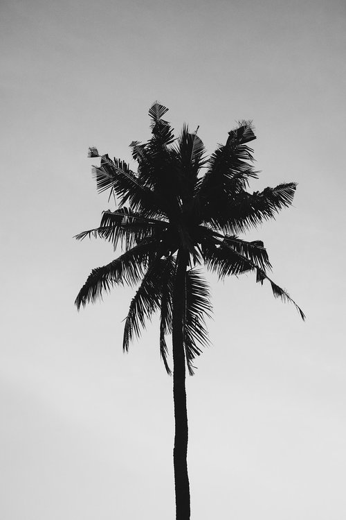 tropical  palm  nature