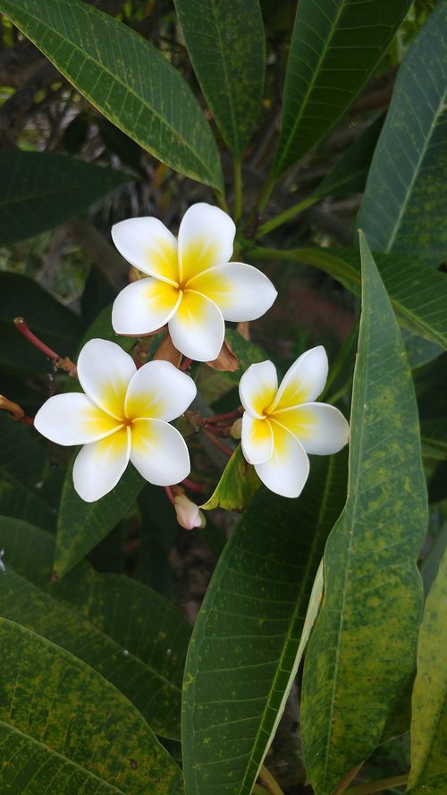 tropical  flower  foliage