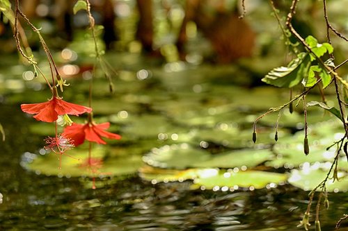 tropical  nature  water