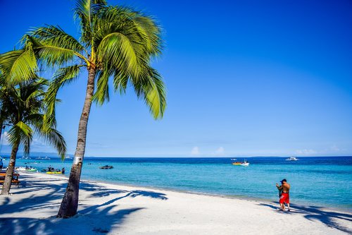 tropical  beach  coconut
