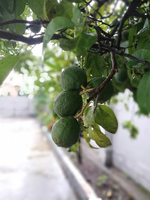 tropical  fruit  lemon
