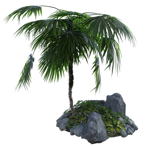 tropical  palm  tree