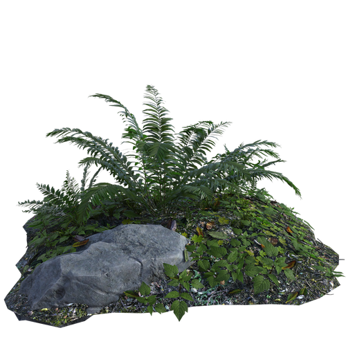 tropical  plants  fern