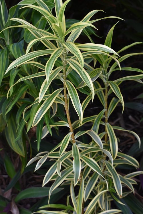 tropical  plant  flora
