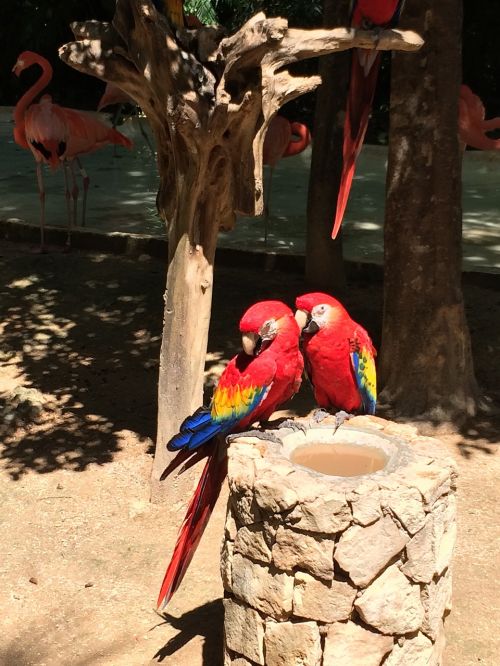 tropical birds parrots