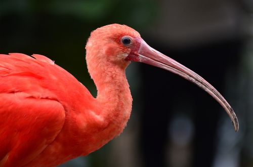 tropical bird beak