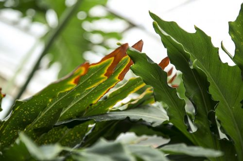 tropical leaf leaves
