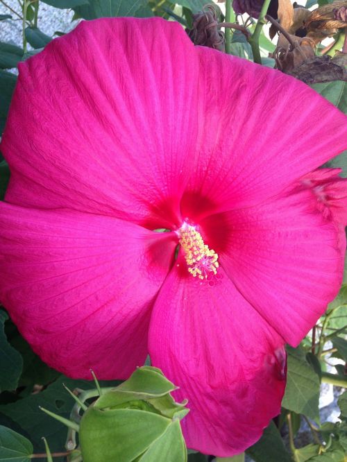 tropical flower pink