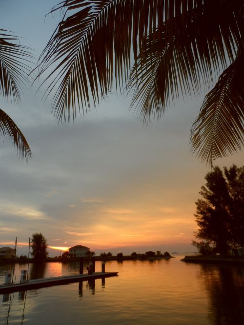 tropical sunset palm