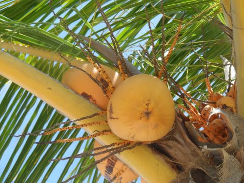 tropical palm tree palm