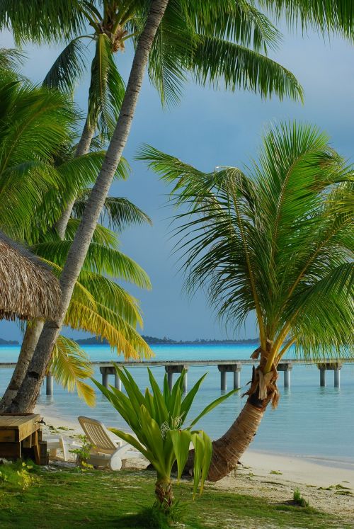tropical beach palm tree island
