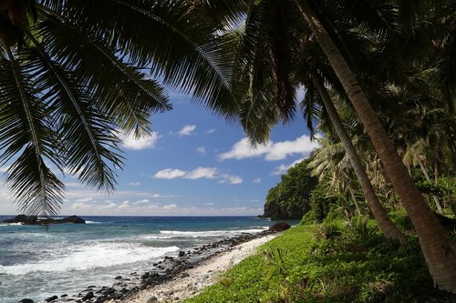 tropical beach  palm trees  ocean