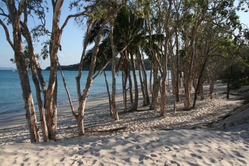 tropical beach trees ocean