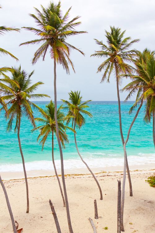 Tropical Beach With Palm Trees